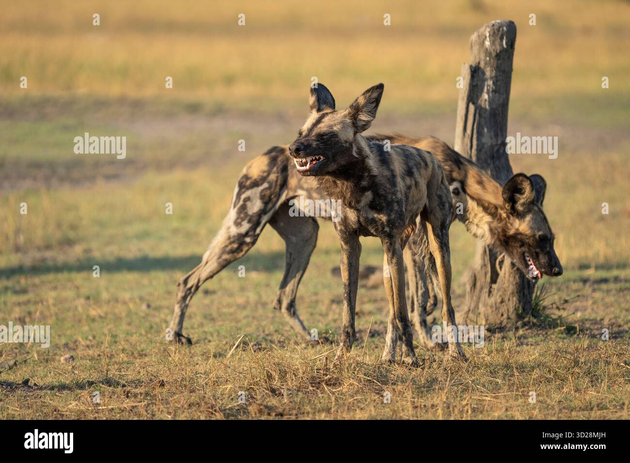 Wilde Hunde, afrikanische bemalte Hunde (Lycaon pictus). Gefährdete Tiere, die in der Wildnis spielen. Gruppe wilder Hunde. Kafue Nationalpark, Sambia, Afrika Stockfoto