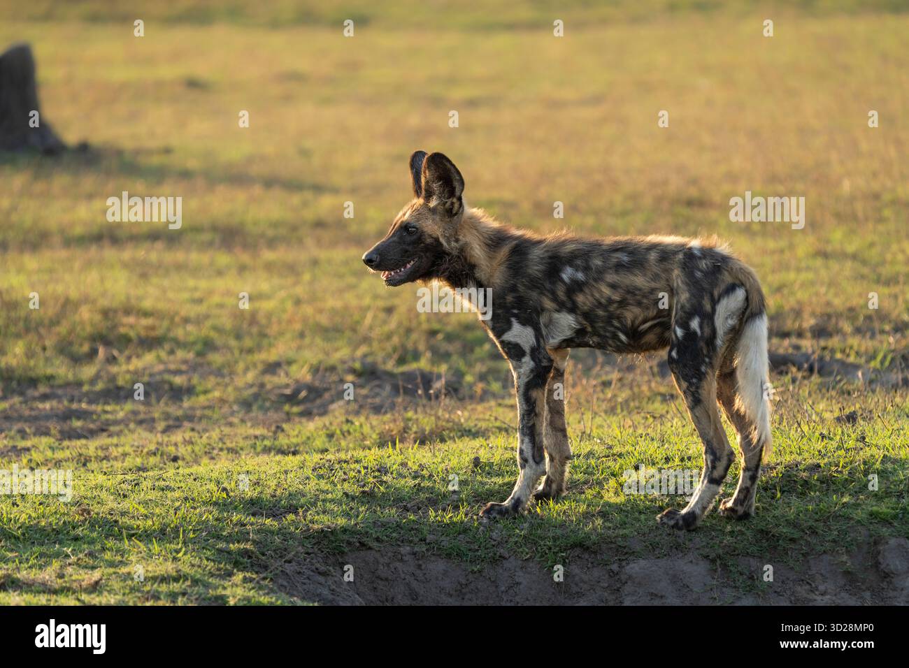 Wild Dog, afrikanischer gemalter Hund (Lycaon pictus) Porträt des wilden Tieres. Kafue Nationalpark, Botswana, Afrika Stockfoto