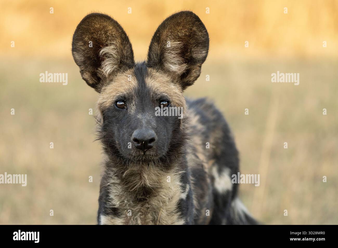 Wild Dog, afrikanischer gemalter Hund (Lycaon pictus) Porträt des wilden Tieres. Kafue Nationalpark, Botswana, Afrika Stockfoto