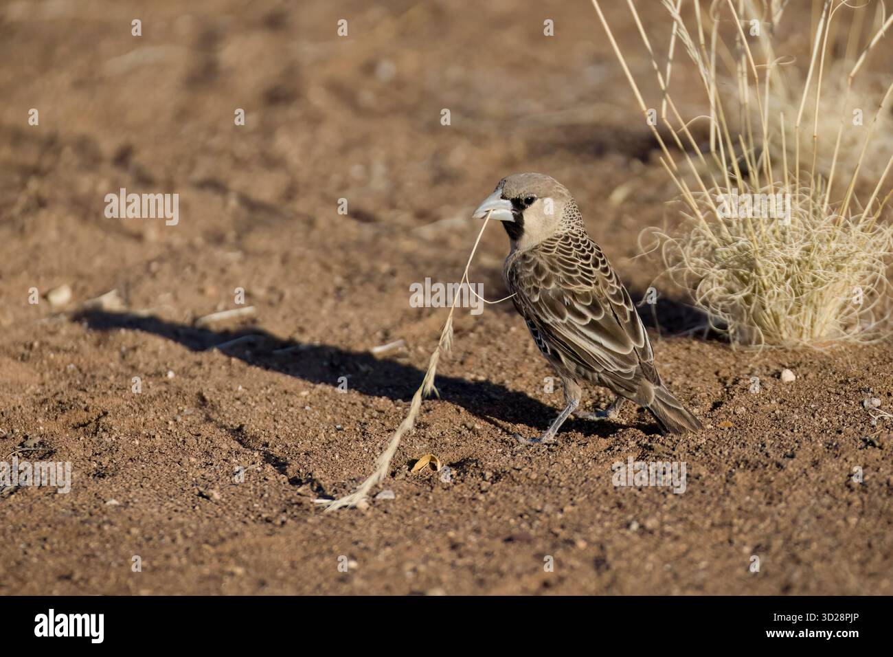 Geselliger Weaver mit Nistmaterial im Quiver Tree Forest Namibia Stockfoto