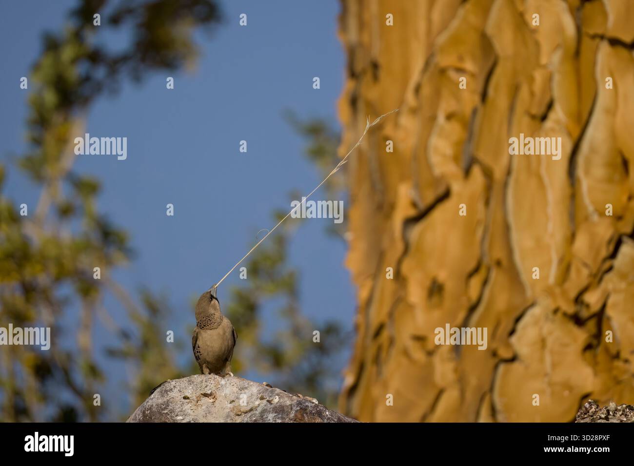 Geselliger Weaver mit Nistmaterial im Quiver Tree Forest Namibia Stockfoto