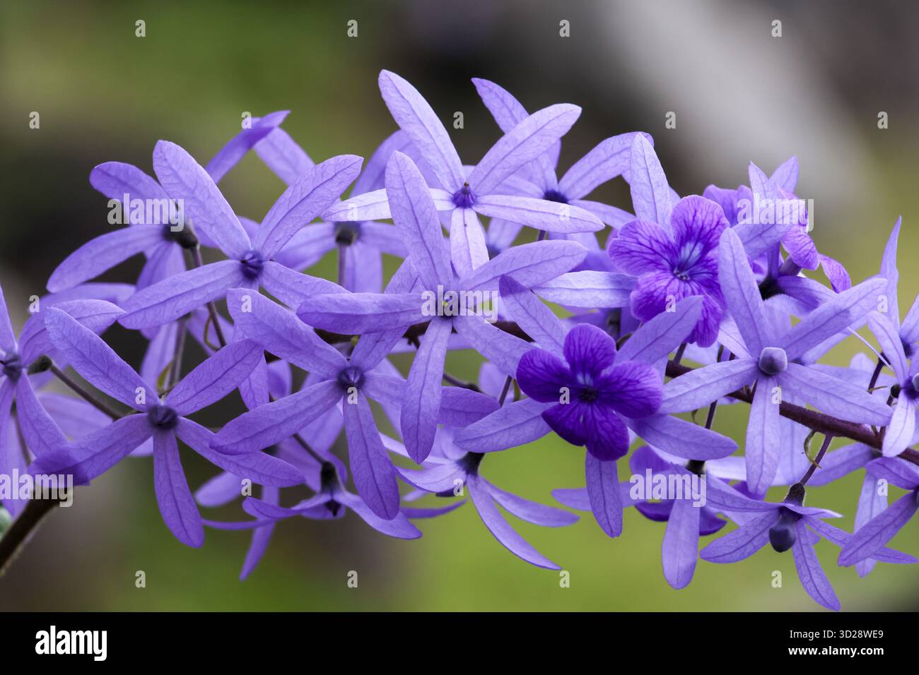 Nahaufnahme schöne sternförmige blaue Blätter natürlichen Hintergrund Stockfoto