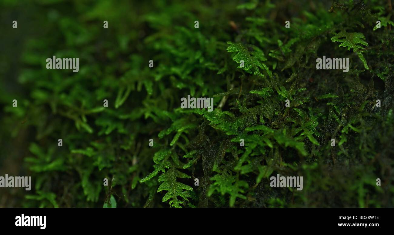 Leuchtend grünes Moos bildet einen weichen, komplizierten Teppich auf einer feuchten Oberfläche. Stockfoto