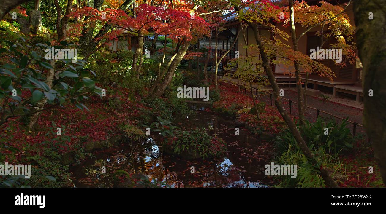 Die lebhaften Herbstblätter erleuchten einen ruhigen japanischen Garten Stockfoto