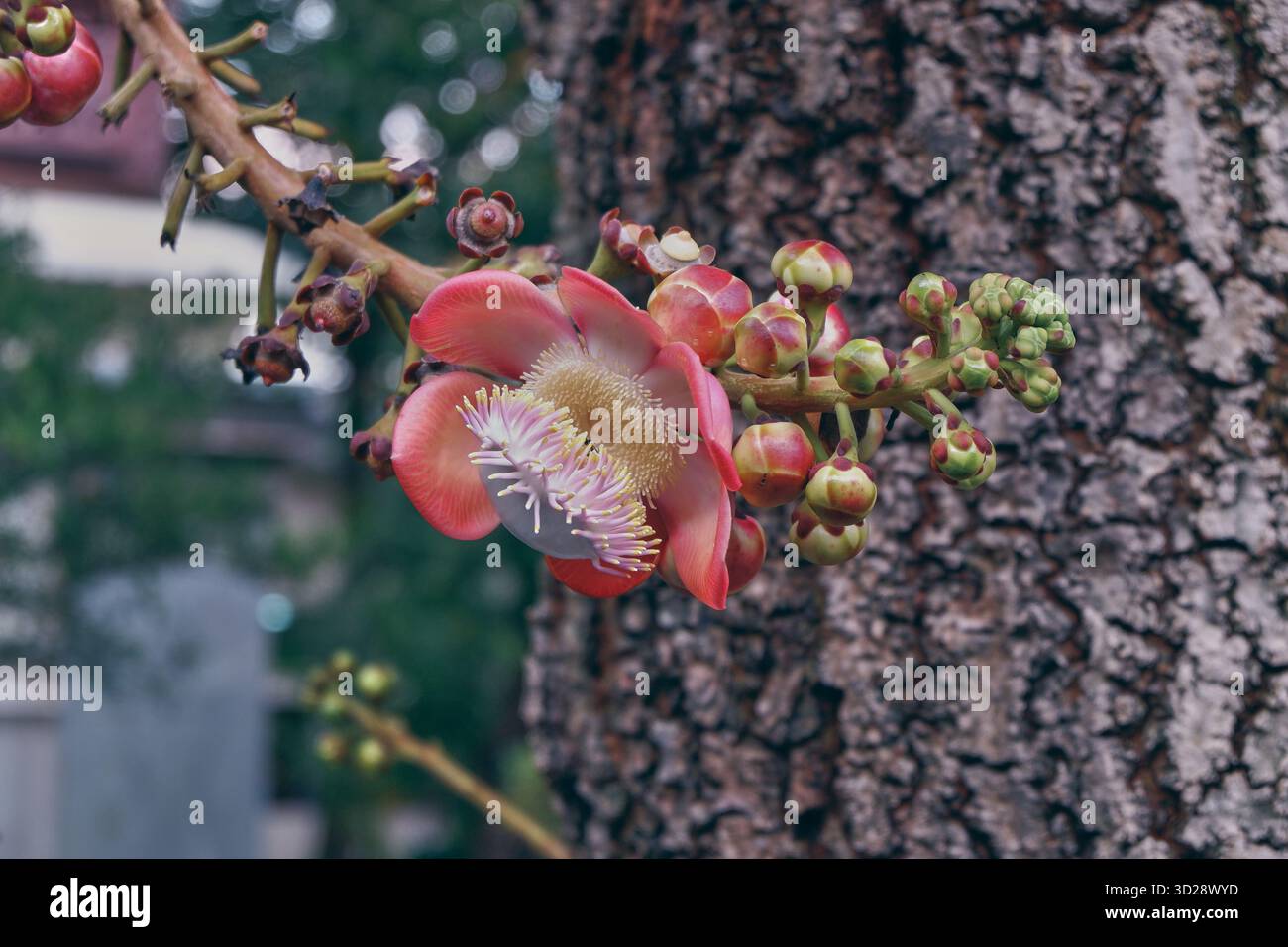 Kanonenkugelblüte in voller Blüte auf rauer Rinde, tropische exotische Blüten symbolisieren Schönheit und spirituelles Leben. Stockfoto