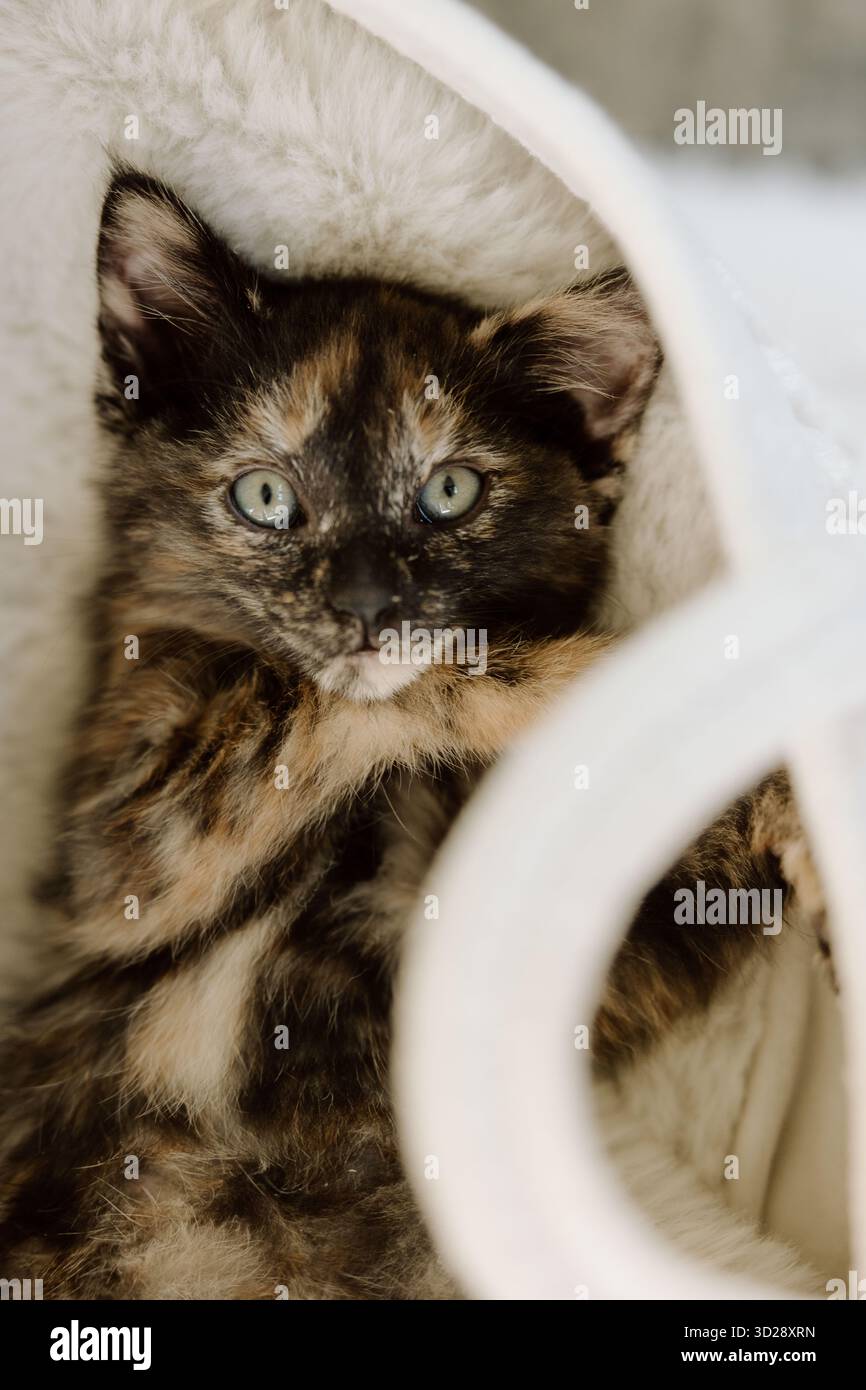 Schildpatt-Kätzchen auf weißer Pelzdecke Stockfoto