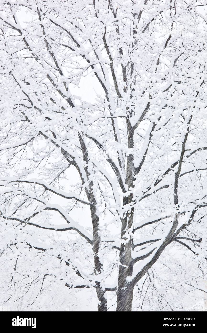 Schnee klebt während eines Wintersturms an Eichenästen Stockfoto