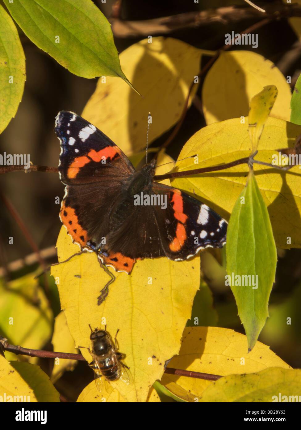 Roter Admiral Schmetterling, der auf hellen Herbstblättern ruht Stockfoto