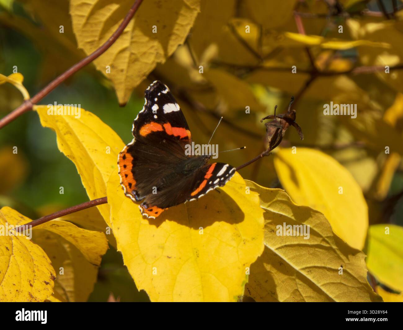 Roter Admiral-Schmetterling, der auf leuchtendem gelbem Blatt ruht Stockfoto