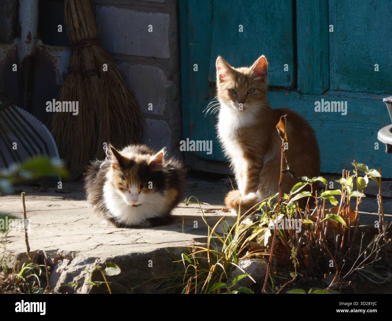 Zwei Katzen, die sich auf einer rustikalen Veranda sonnen Stockfoto