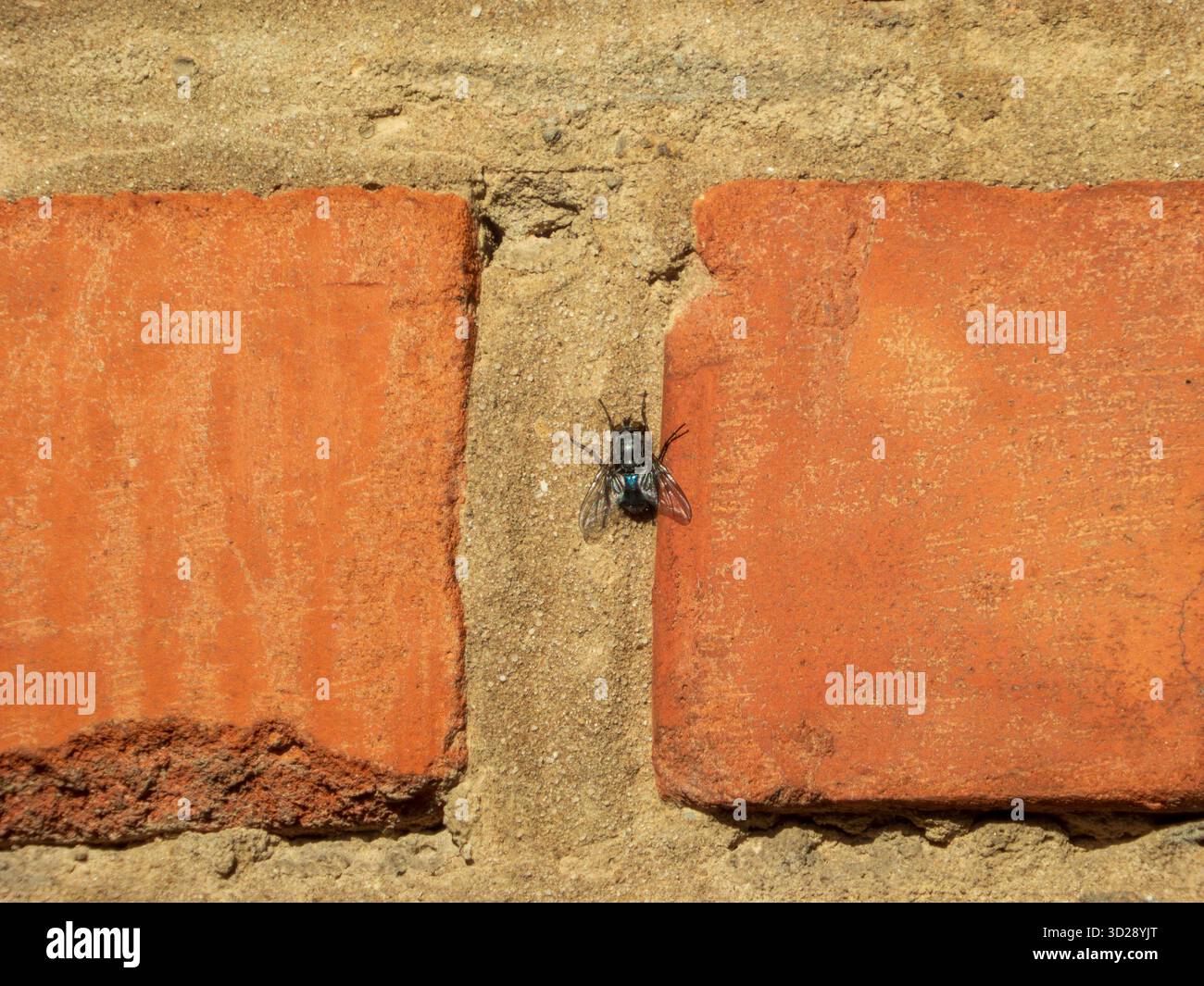 Blue Fly auf der roten Ziegelmauer Stockfoto