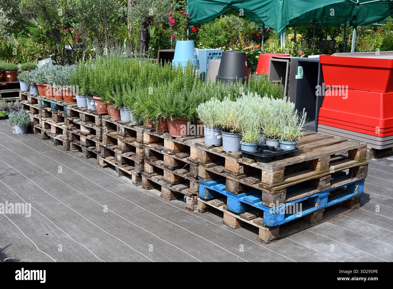 Topfpflanzen, einschließlich Currypflanze Helichrysum italicum und Lavendel auf Palettenpräsentation im Gartencenter oder in der Pflanzenzüchtung Stockfoto