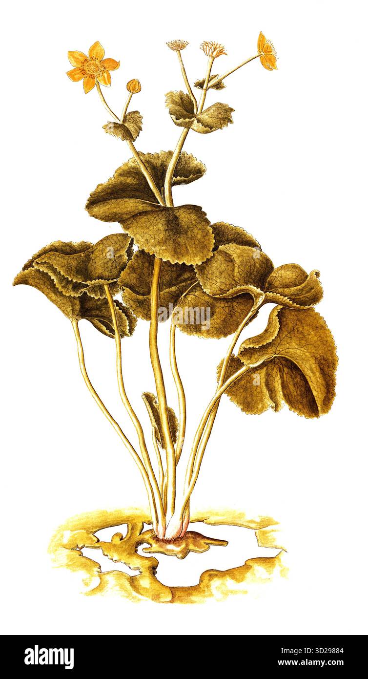 Marsh Marigold, Kingcup, Caltha palustris, Ranunculaceae, Illustration von Francesco Peyrolery, Aquarell, 1753, historische, digital restaurierte Reproduktion eines Originals aus dem 19. Jahrhundert, Rekorddatum nicht angegeben Stockfoto