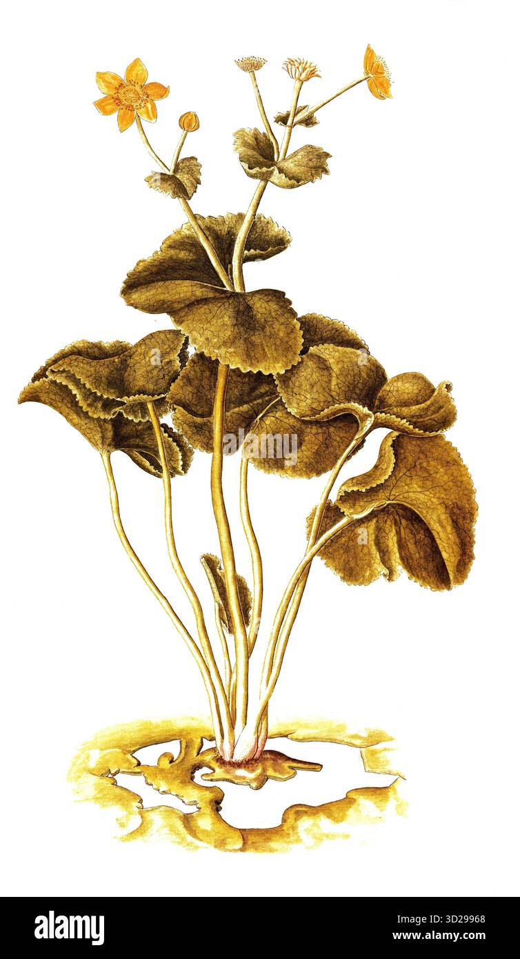 Sumpfdotterblume, Kingcup, Marsh Marigold, Caltha palustris, Ranunculaceae Illustration von Francesco Peyrolery, Aquarell, 1753, Historisch, Ziffer Stockfoto