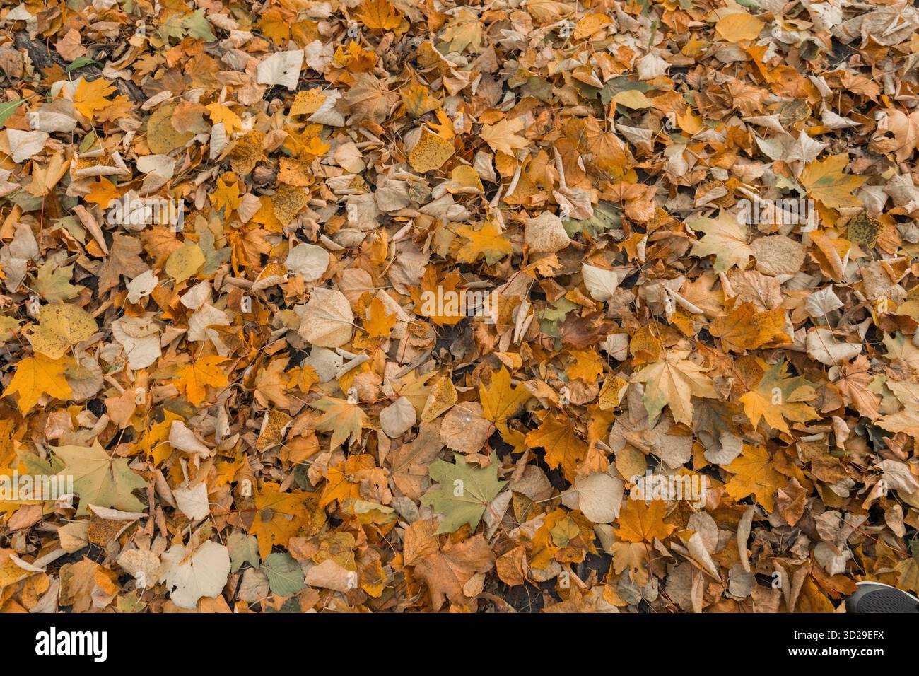 Die Blätter sind besonders schön im Herbst. Stockfoto