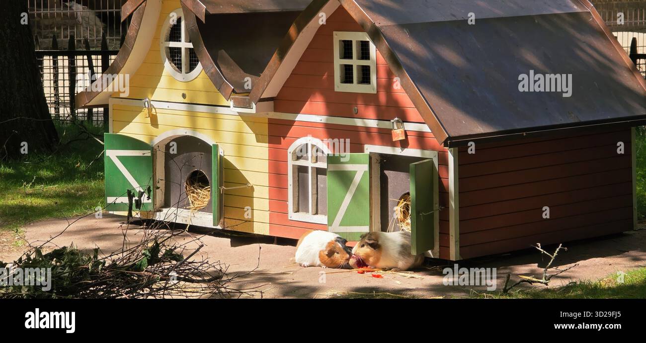 Berlin - 22. Mai 2025: Buntes Holzhaus für Meerschweinchen mit zwei Meerschweinchen im Freien. - Smartphone-aufgenommenes Stockfoto