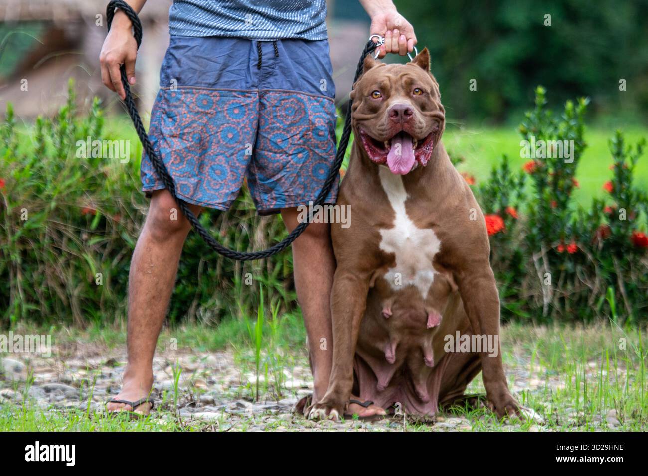 Pitbull blauer Zuchthund Ein großer brauner Hund wurde an der Leine gehalten. Ein weiblicher brauner Pitbull mit einer perfekten Körperform, die sich als Zuchtmutter eignet. Stockfoto