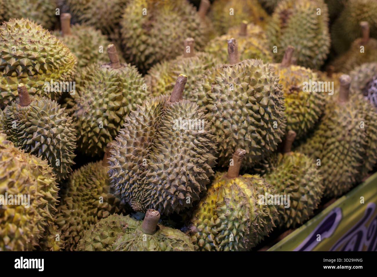 Viele Monthong Durianer auf dem Chiang Mai Market in Thailand. Thailändische Früchte von Obstplantagen werden auf dem Nachtmarkt verkauft, der bei Chi sehr beliebt ist Stockfoto
