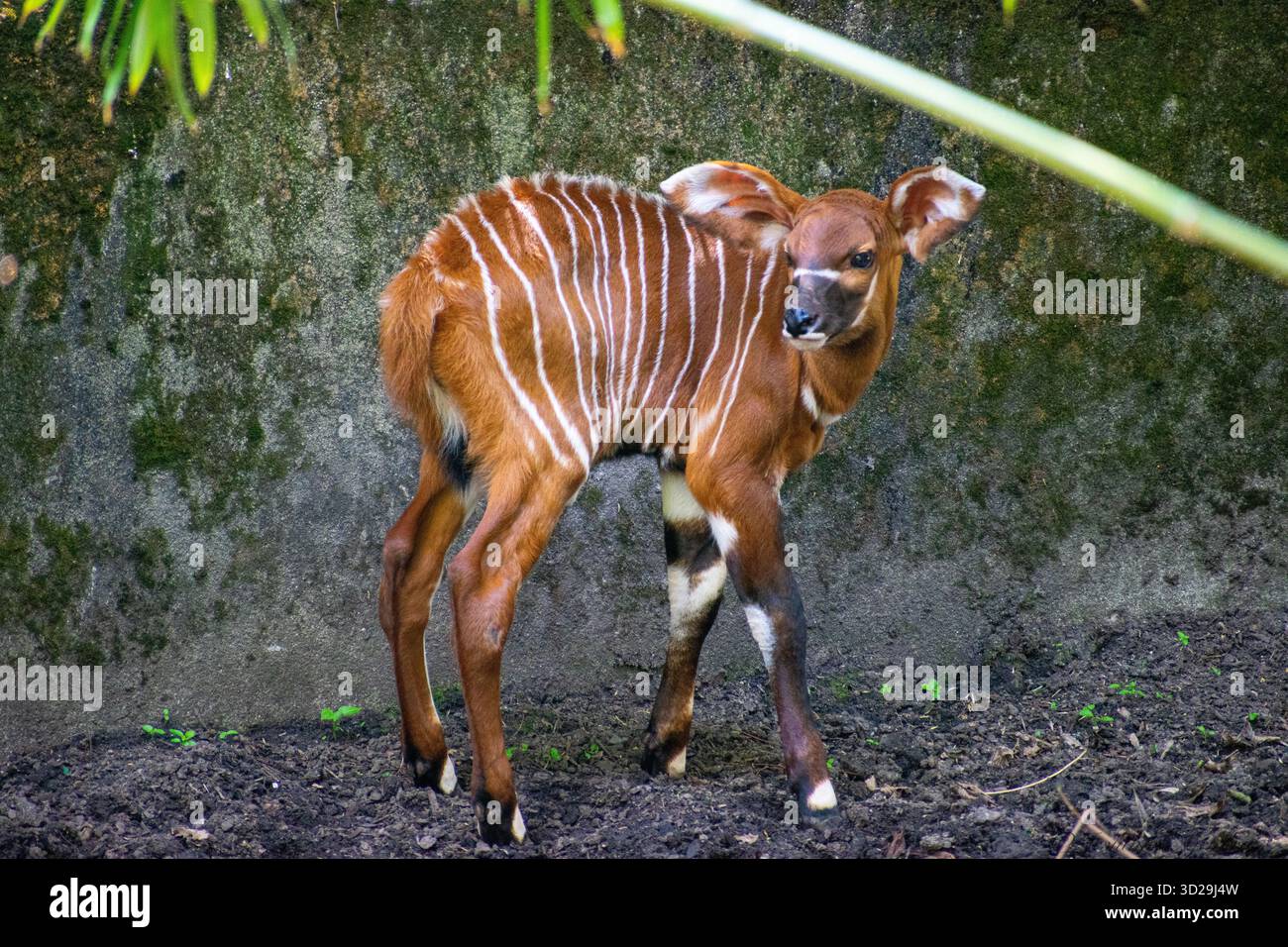 Baby Bongo (Tragelaphus eurycerus) versteckt sich in seinem Gehege in einem Zoo. Stockfoto