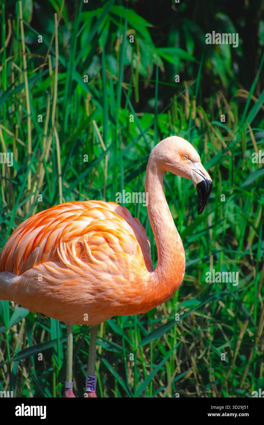 Chilenischer Flamingo (Phoenicopterus chilensis), ein ikonischer rosa Vogel aus Südamerika. Stockfoto