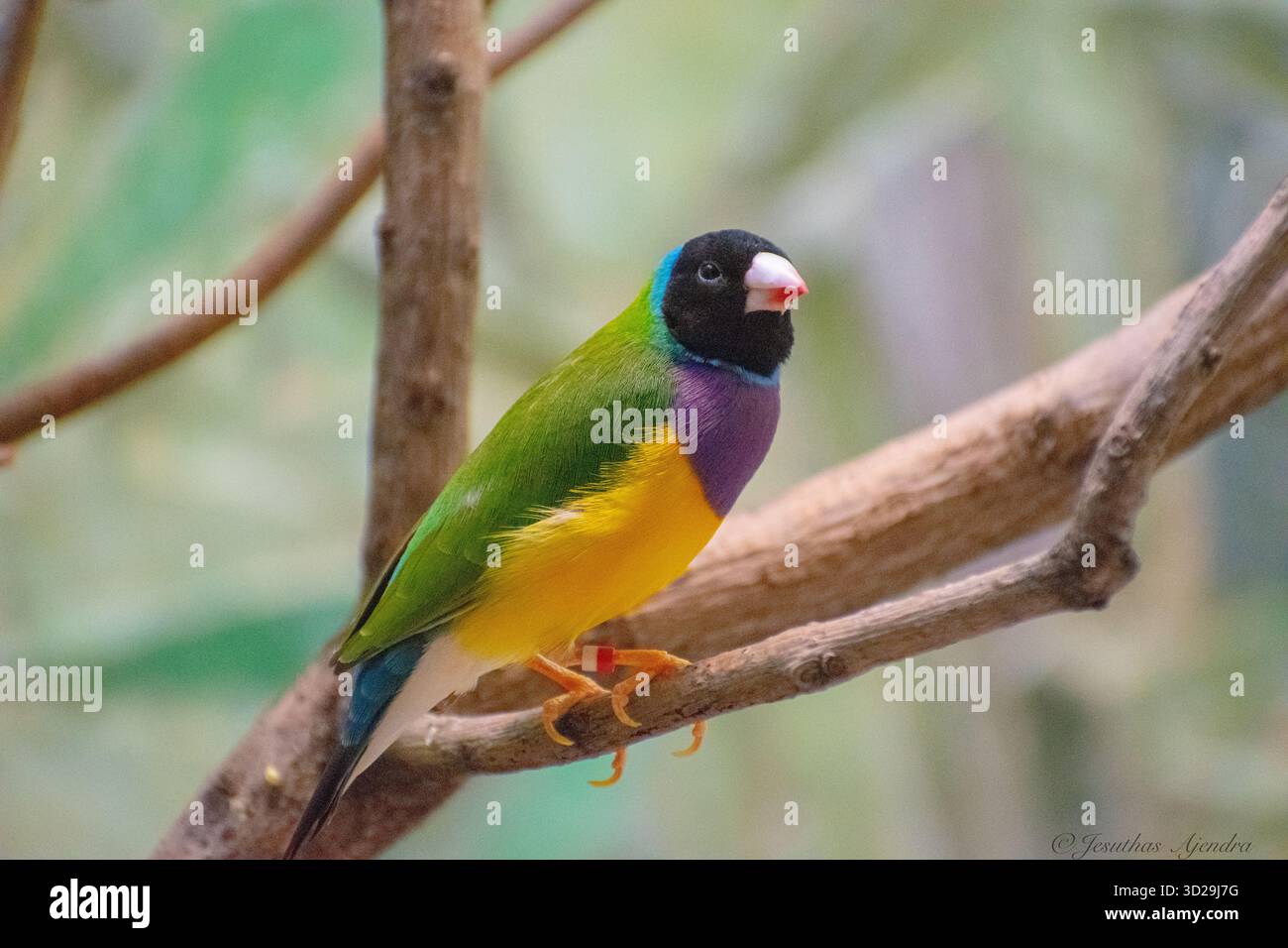 Der Gouldian finch (Chloebia gouldiae), auch bekannt als Gould's finch oder regenbogenfinch, ist ein farbenfroher Vogel, der aus heimisch ist. Stockfoto