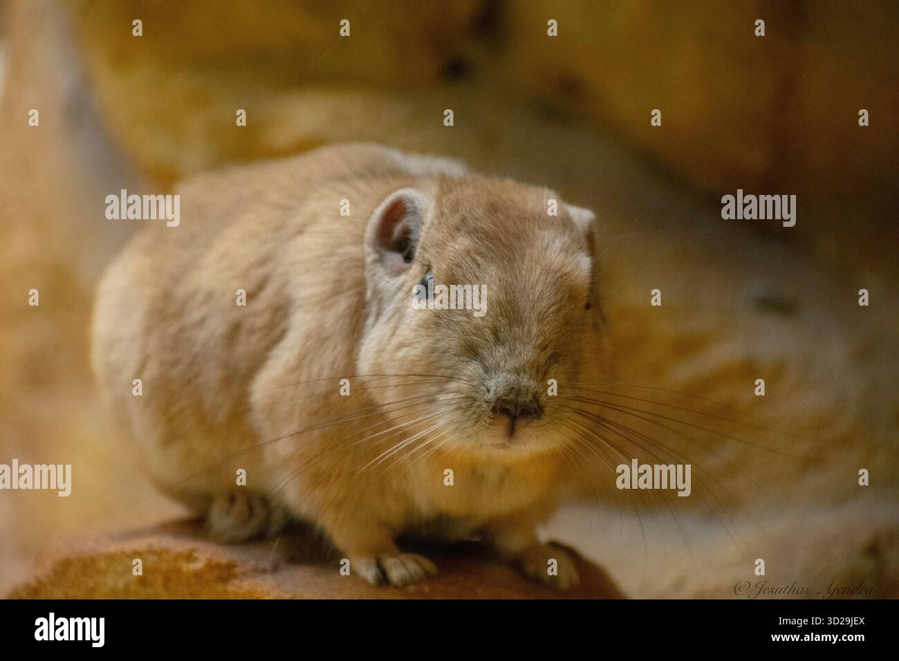 Gemeiner Gundi (Ctenodactylus gundi); ein Nagetier. Bekannt als der natürliche Wirt der Toxoplasmose. Ein Nagetier, das vor allem in den nordafrikanischen Wüsten vorkommt. Stockfoto