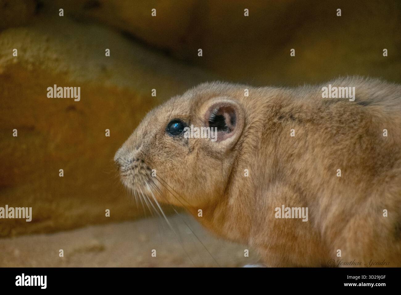 Gemeiner Gundi (Ctenodactylus gundi); ein Nagetier. Bekannt als der natürliche Wirt der Toxoplasmose. Ein Nagetier, das vor allem in den nordafrikanischen Wüsten vorkommt. Stockfoto