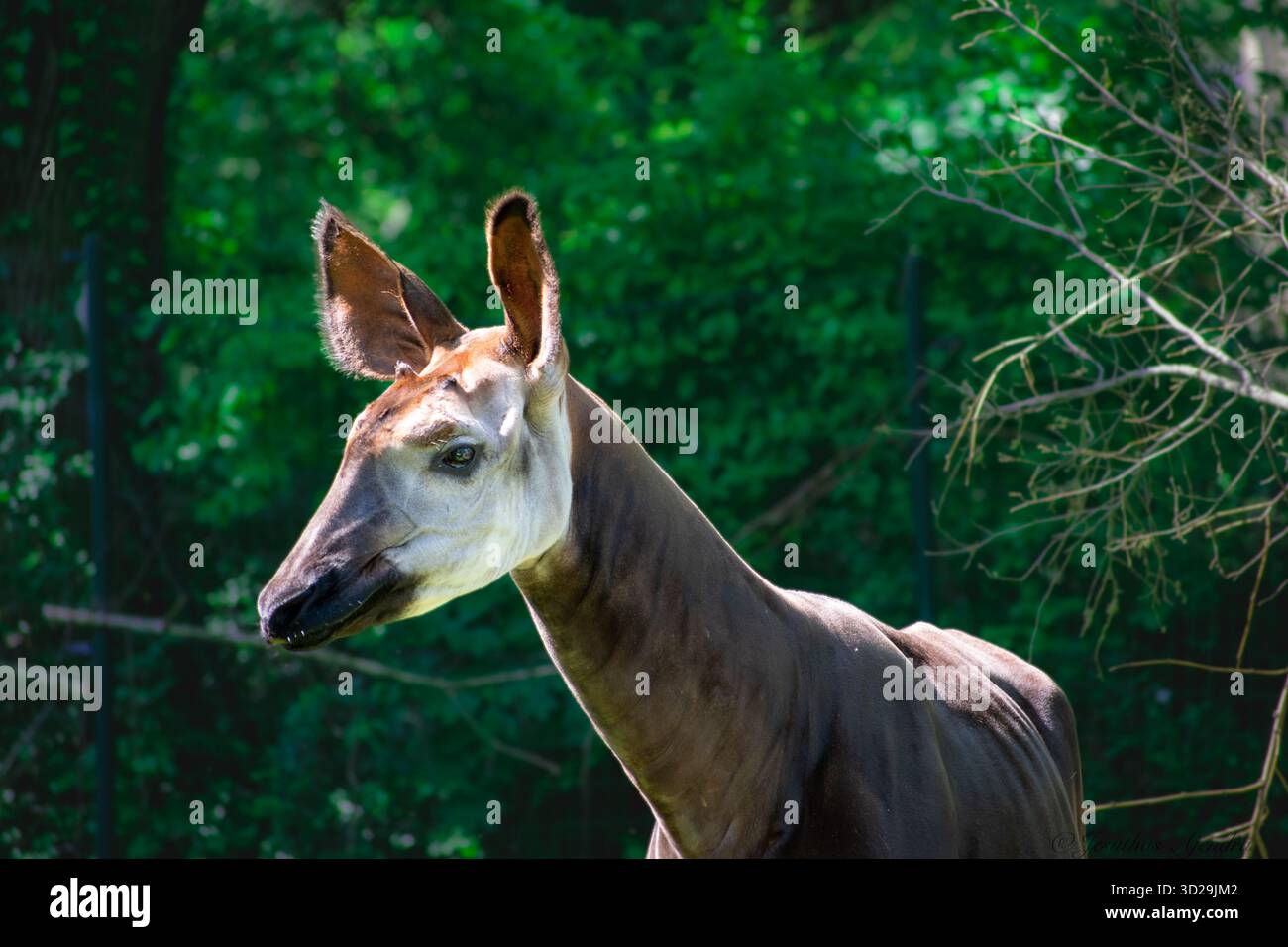 Die Okapi (Okapia johnstoni), auch bekannt als Waldgiraffe, ein Artiodactyl, das in den zentralafrikanischen Regenwäldern endemisch ist. Sie ist stark gefährdet. Stockfoto