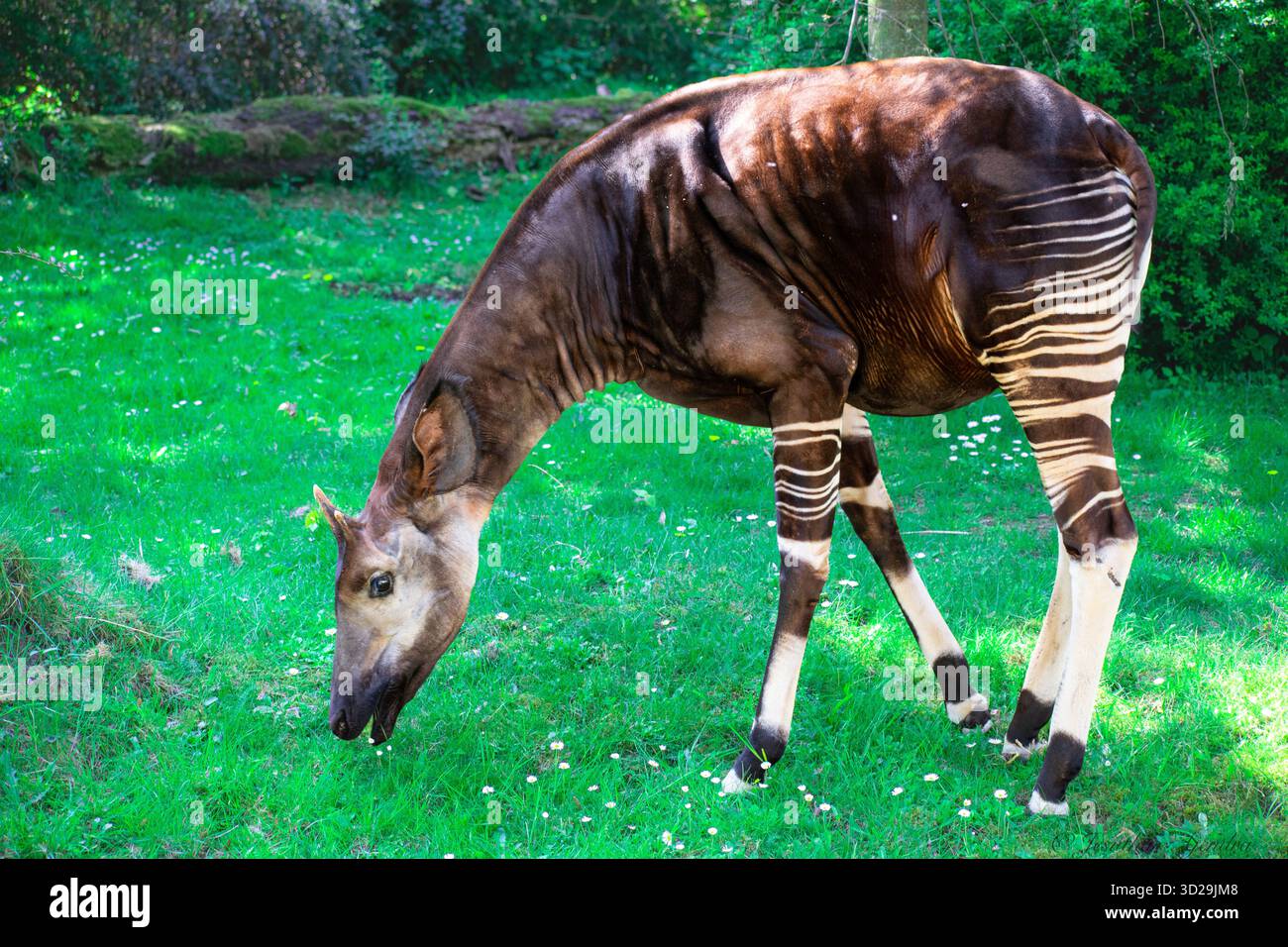 Die Okapi (Okapia johnstoni), auch bekannt als Waldgiraffe, ein Artiodactyl, das in den zentralafrikanischen Regenwäldern endemisch ist. Sie ist stark gefährdet. Stockfoto