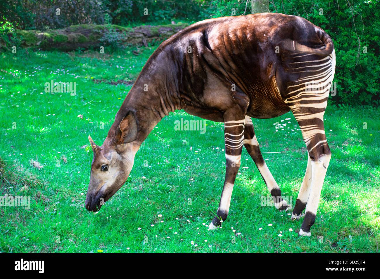 Die Okapi (Okapia johnstoni), auch bekannt als Waldgiraffe, ein Artiodactyl, das in den zentralafrikanischen Regenwäldern endemisch ist. Sie ist stark gefährdet. Stockfoto