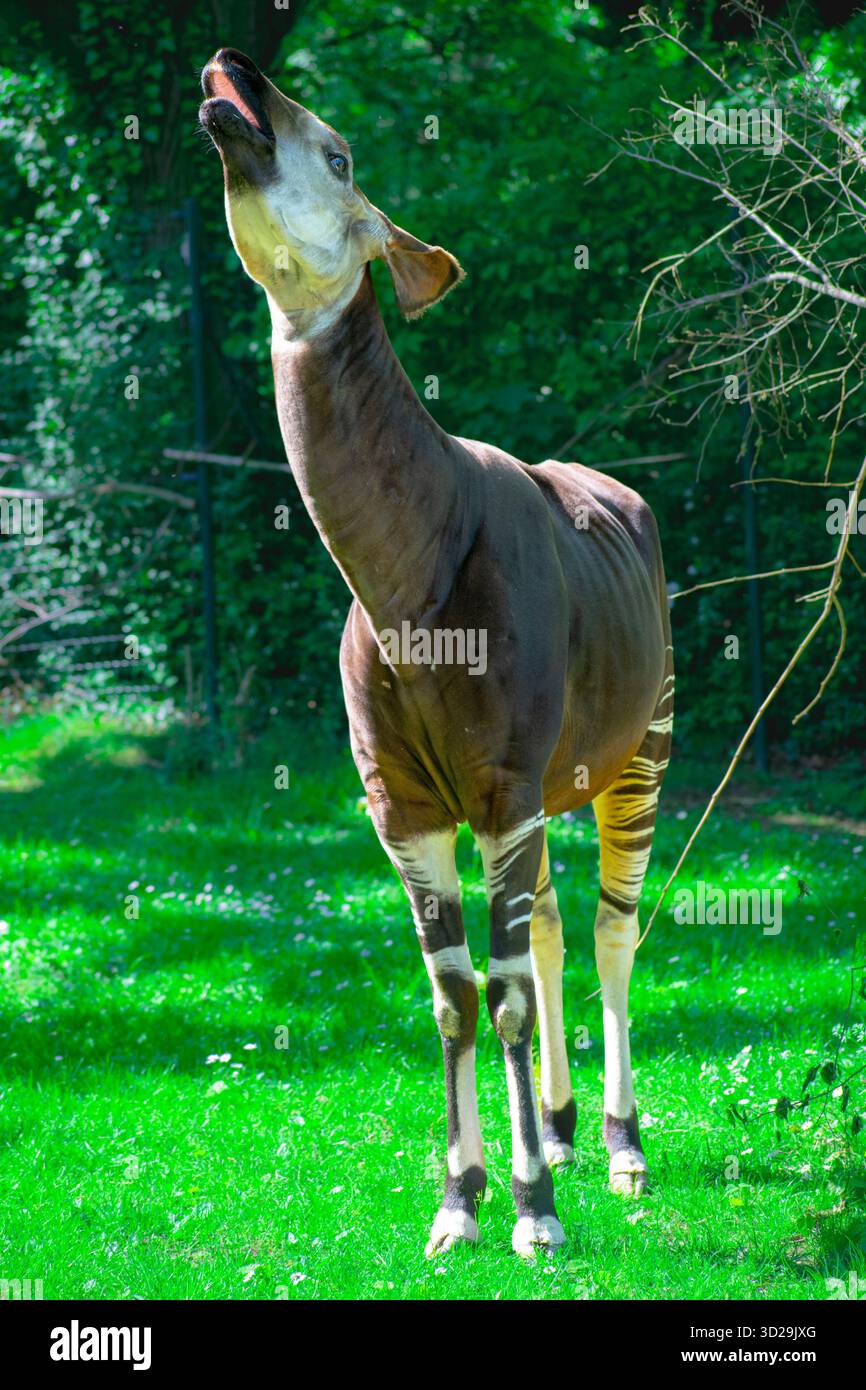 Die Okapi (Okapia johnstoni), auch bekannt als Waldgiraffe, ein Artiodactyl, das in den zentralafrikanischen Regenwäldern endemisch ist. Sie ist stark gefährdet. Stockfoto