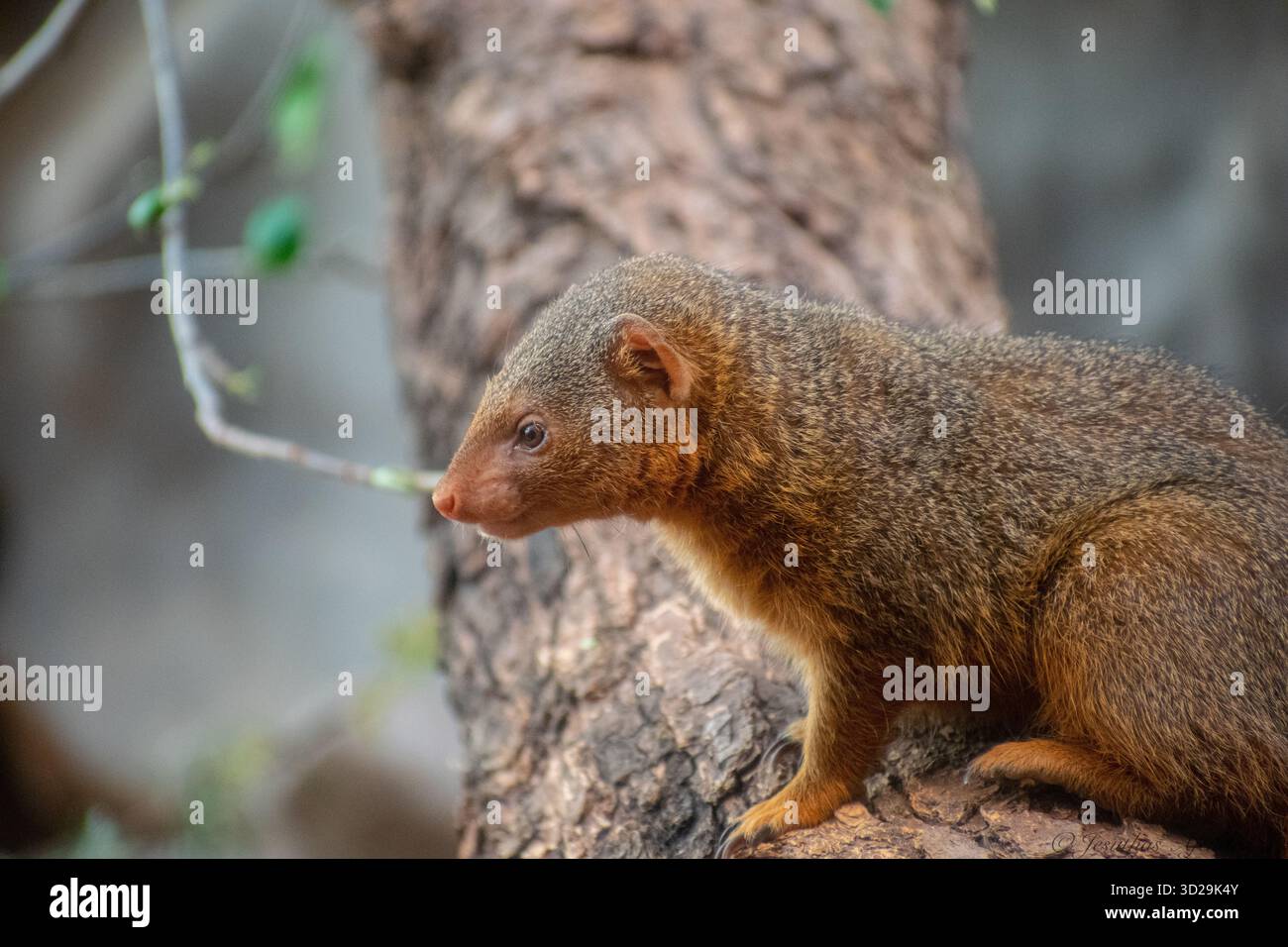 Zwergmungos (Helogale parvula), ein kleiner Fleischfresser aus Afrika. Fotografiert in einem Zoo. Stockfoto