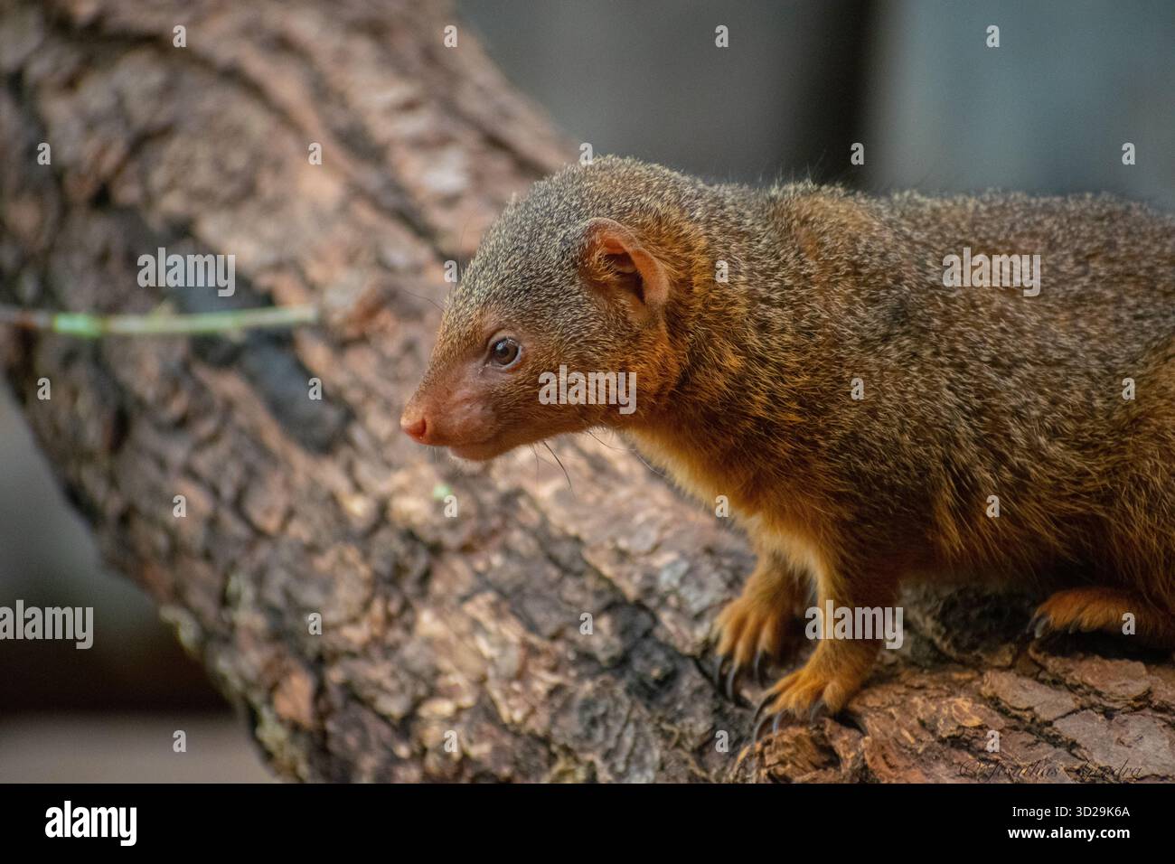 Zwergmungos (Helogale parvula), ein kleiner Fleischfresser aus Afrika. Fotografiert in einem Zoo. Stockfoto
