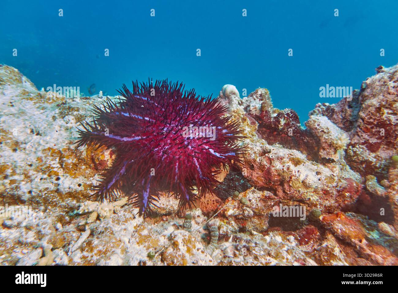 Dornenkrone, Acanthaster planci, auf einem Korallenriff im Gaafu Dhaalu Atoll im äußersten Süden der Malediven im Indischen Ozean. Stockfoto