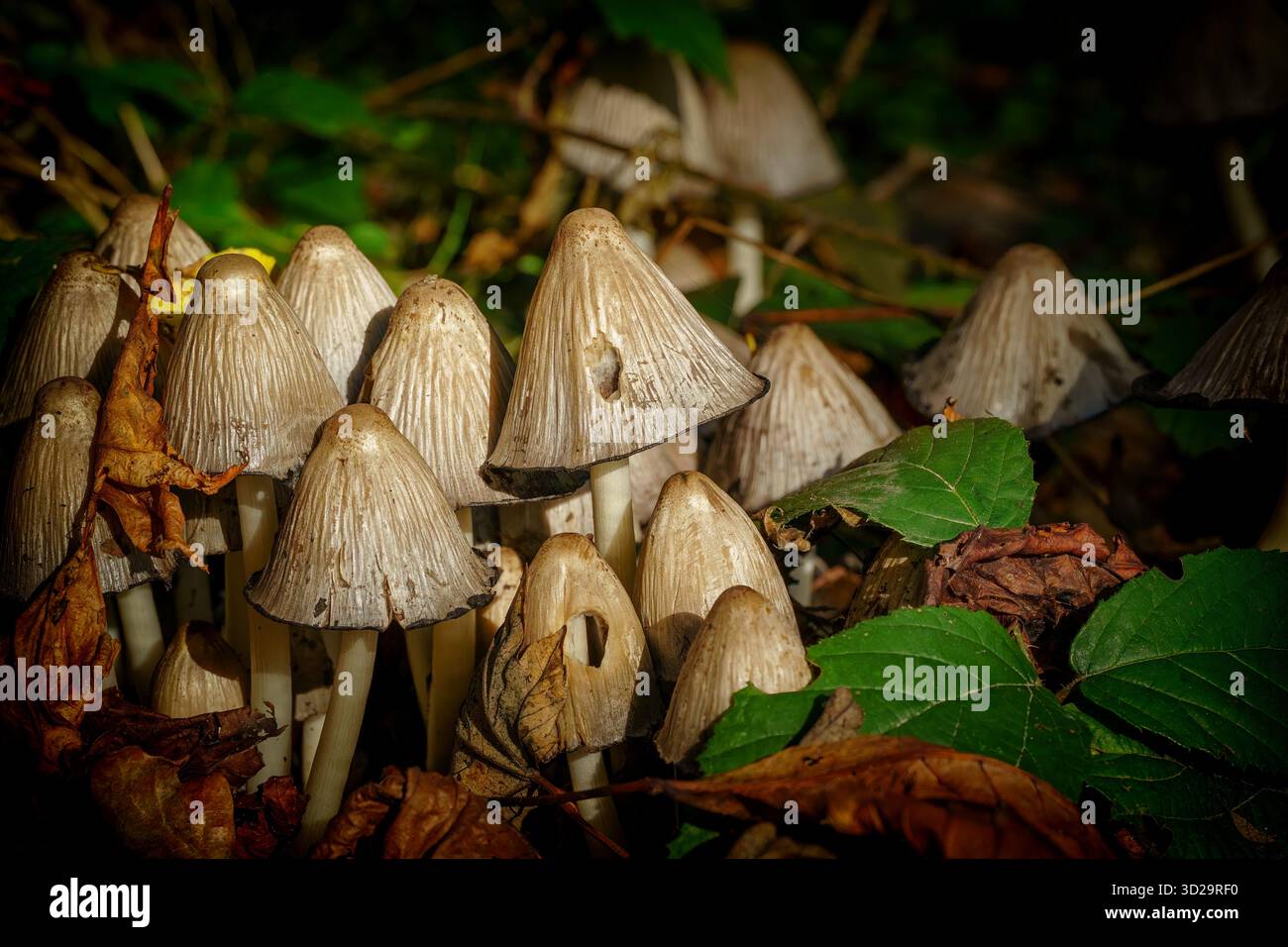 Wilde Tintenkappenpilze mit Rippkappen entstehen aus dem Waldboden in natürlicher Umgebung. Stockfoto