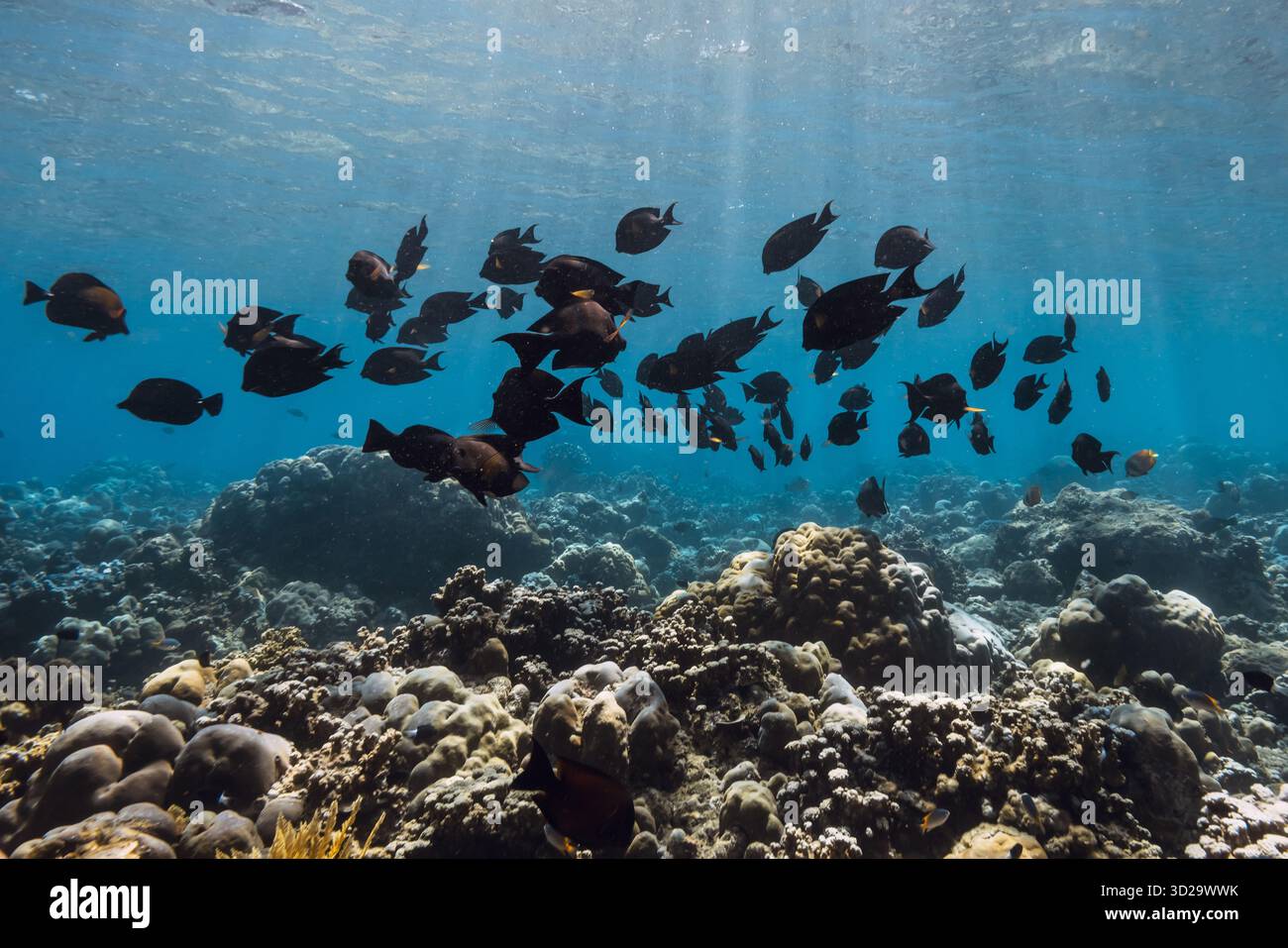 Tropischer Ozean mit Schwärme von schwarzen Fischen unter Wasser. Ozean wilde Leben Hintergrund Stockfoto
