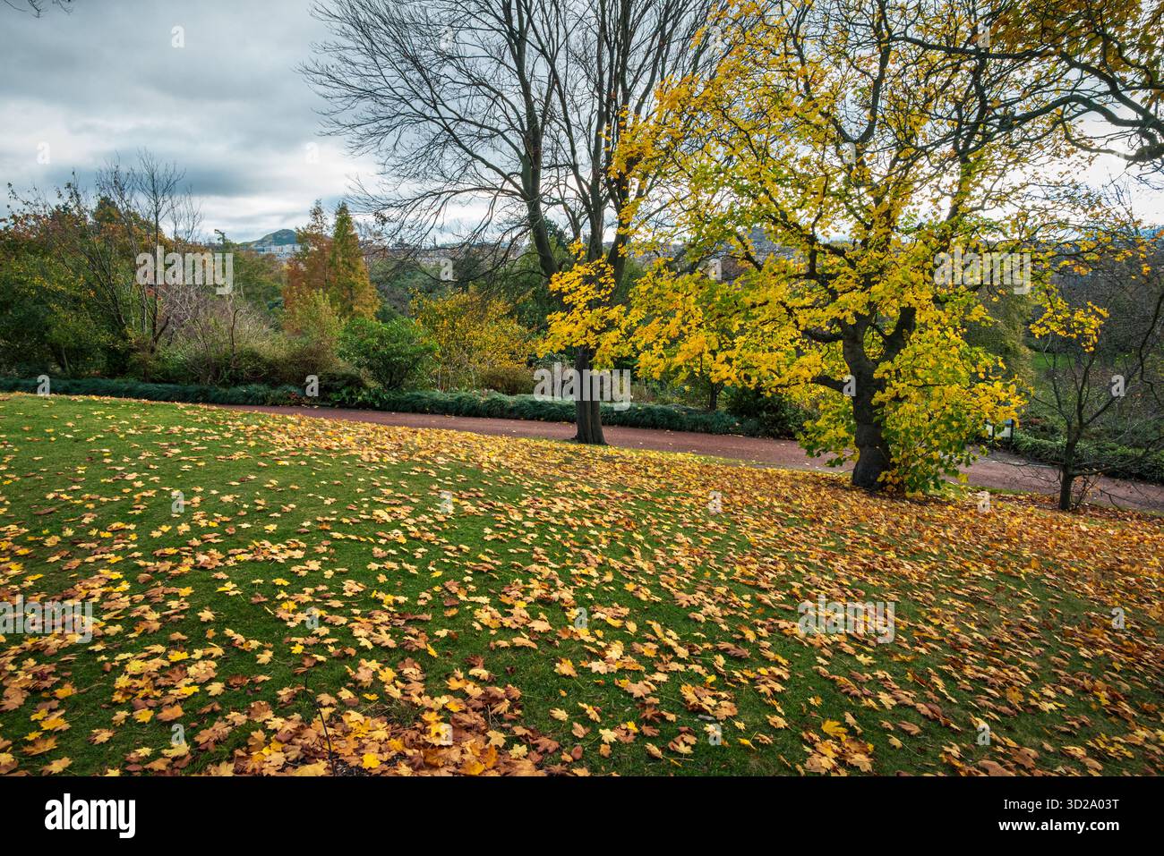 Herbstlandschaft im Royal Botanic Garden Edinburgh, mit sanftem Licht, das gefallene Blätter und warme jahreszeitliche Farben an einem bewölkten Tag beleuchtet Stockfoto