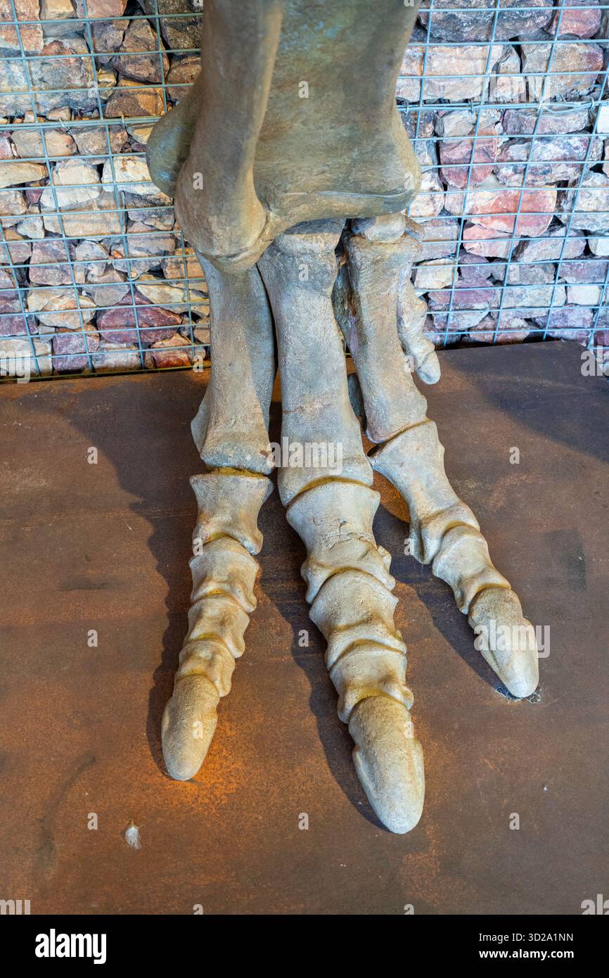 Inneres des Muttaburrasaurus Interpretive Centre mit Informationstafeln und fossilen Knochen, Muttaburra, Queensland, Australien Stockfoto