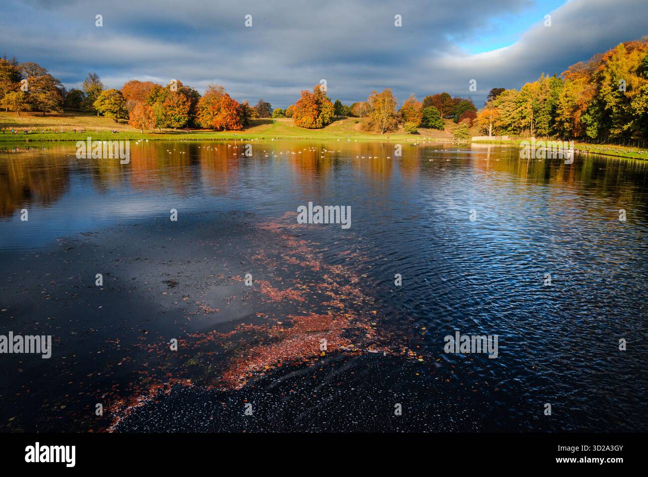 Weite Landschaft im Studley Royal Water Garden in North Yorkshire mit gefallenen Blättern auf dunklem Wasser im Vordergrund und herbstfarbenen Bäumen Stockfoto