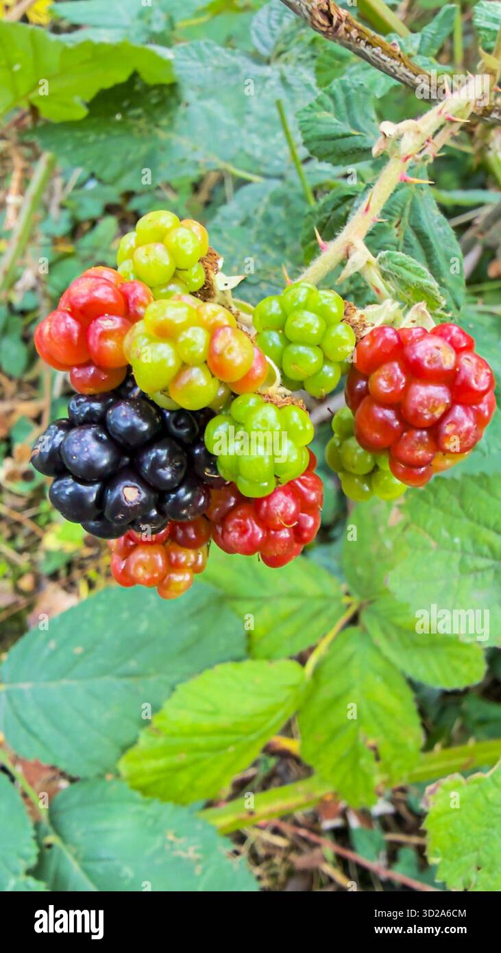 Nahaufnahme einer Gruppe reifender Brombeeren mit verschiedenen Reifestadien, von grünen bis roten und vollreifen schwarzen Früchten. Stockfoto