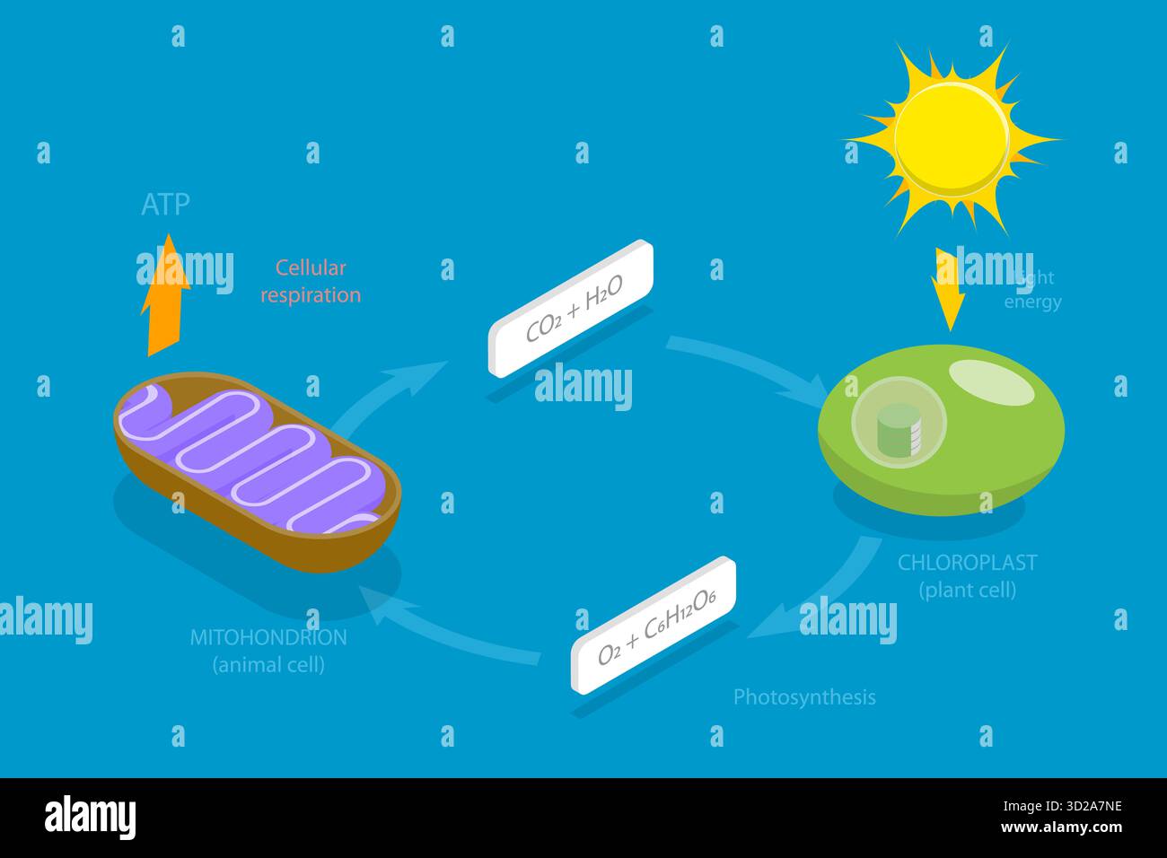 3D Isometrische flache konzeptionelle Darstellung der zellulären Atmung, metabolische chemische Energie ATP-Zyklus 3D Isometrische flache konzeptionelle Darstellung der zellulären Atmung, metabolische chemische Energie ATP-Zyklus Stockfoto