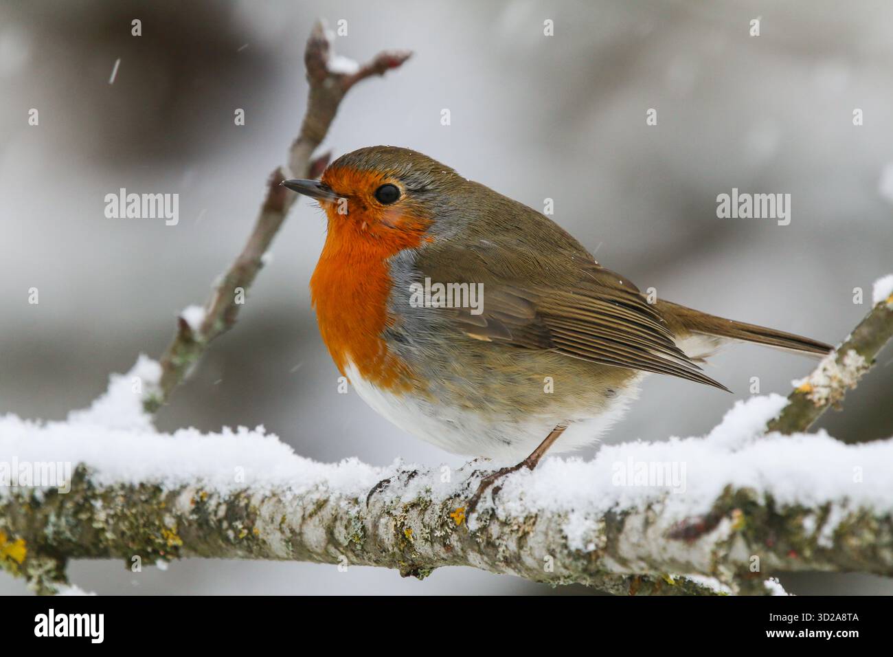 Europäischer rotkehlchen sitzt auf einem verschneiten Zweig Stockfoto