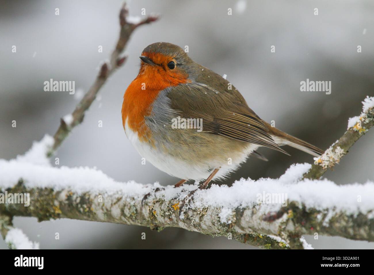 Europäischer rotkehlchen sitzt auf einem verschneiten Zweig Stockfoto