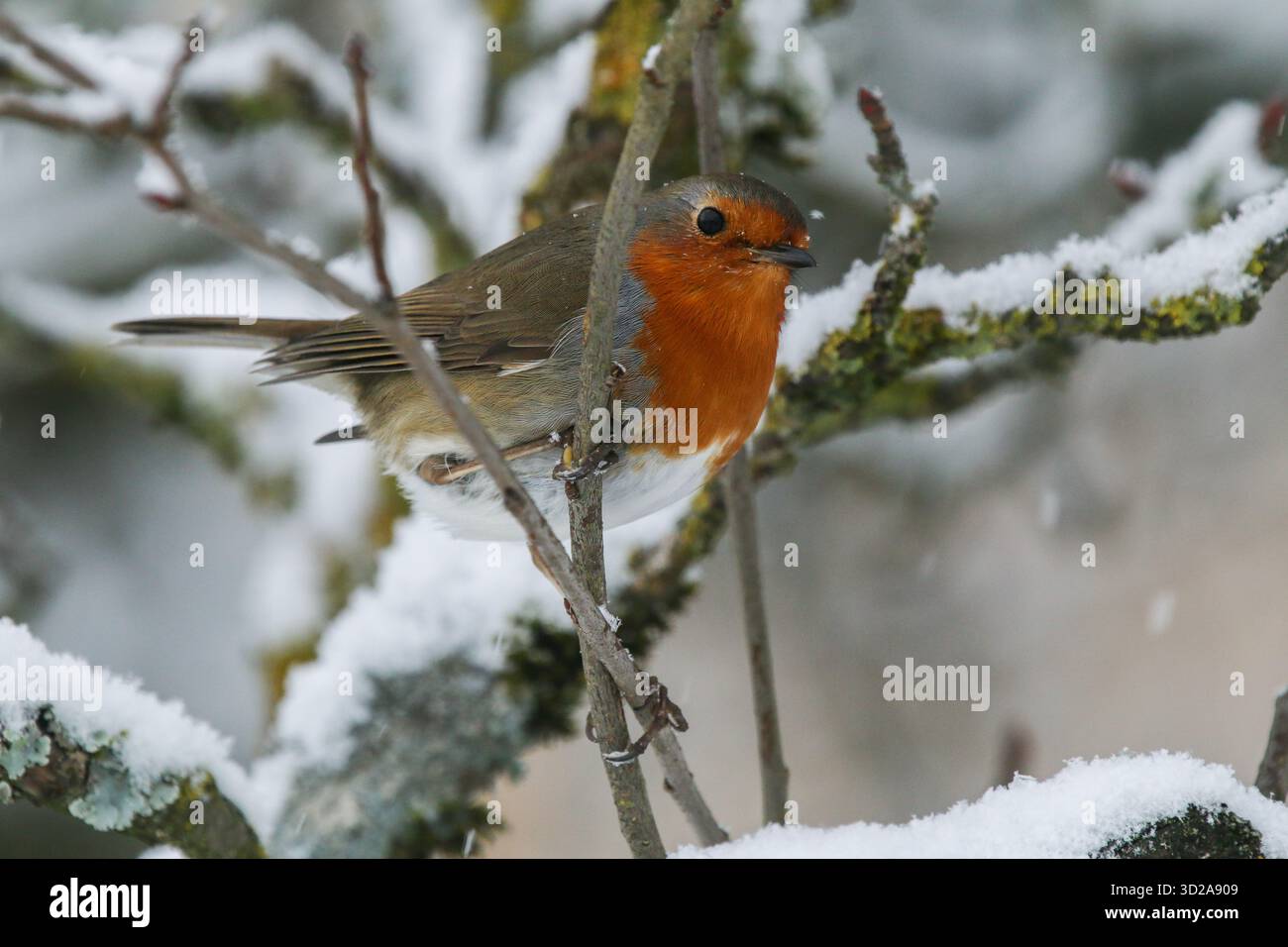 Europäischer rotkehlchen sitzt auf einem verschneiten Zweig Stockfoto