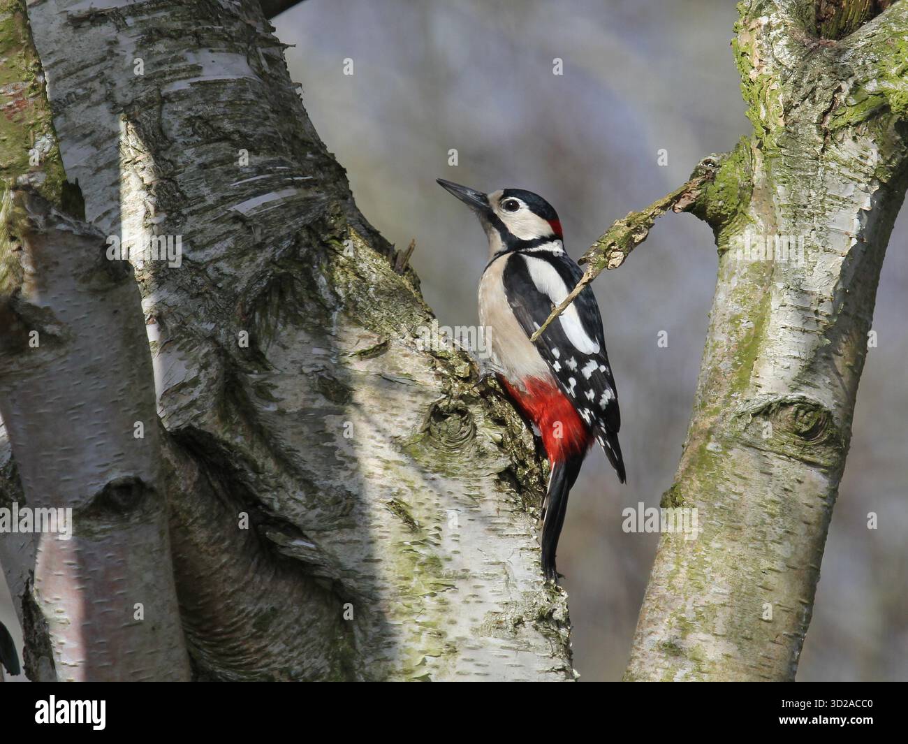 Großer Spotted Woodspecht, Dendrocopos Major, thront in einer Silberbirke in Norfolk, England. Stockfoto