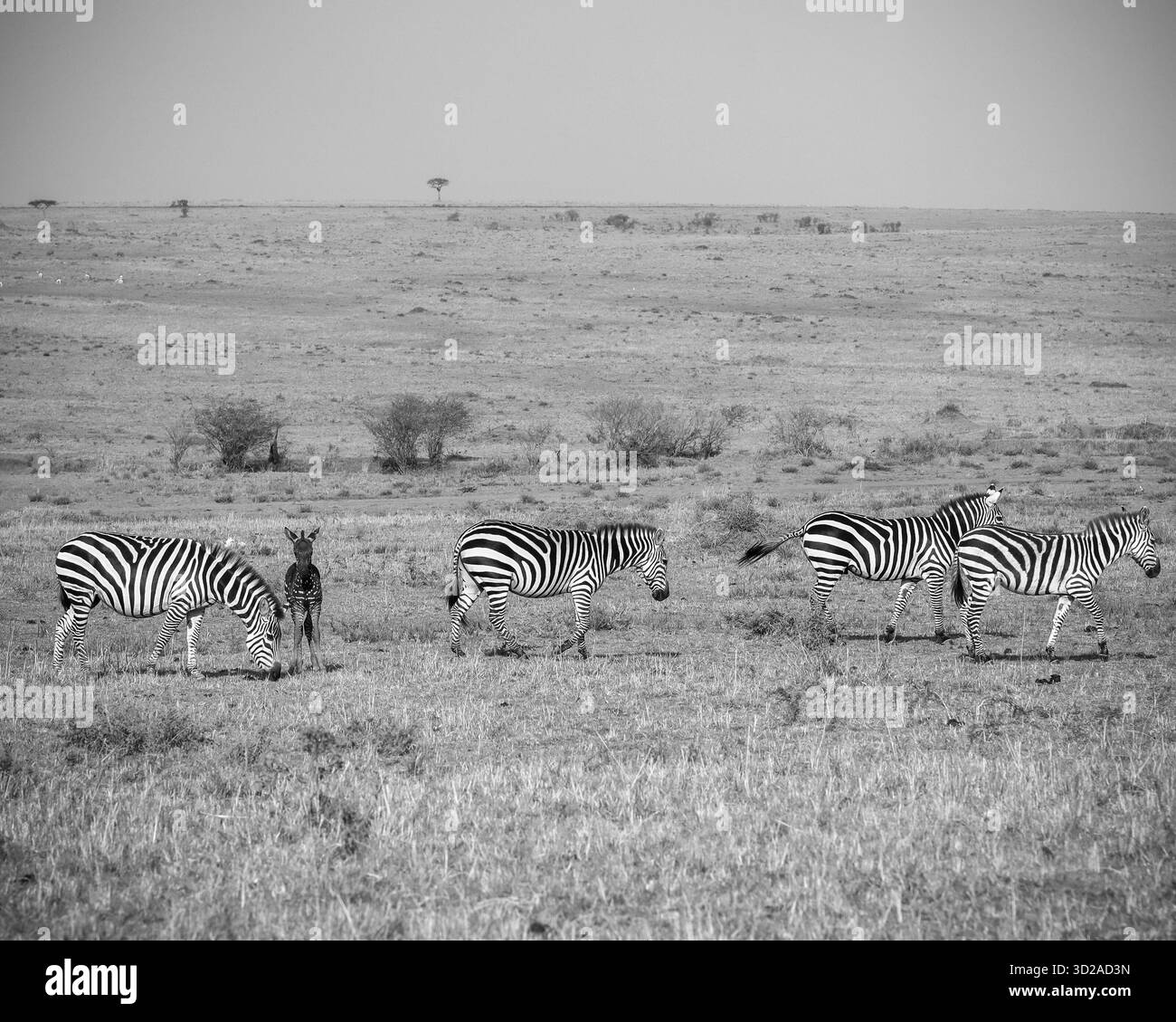 Gruppe von Zebras weidet in der afrikanischen Savanne unter strahlender Sonne, während ein junges Fohlen noch in der Herde bleibt Stockfoto