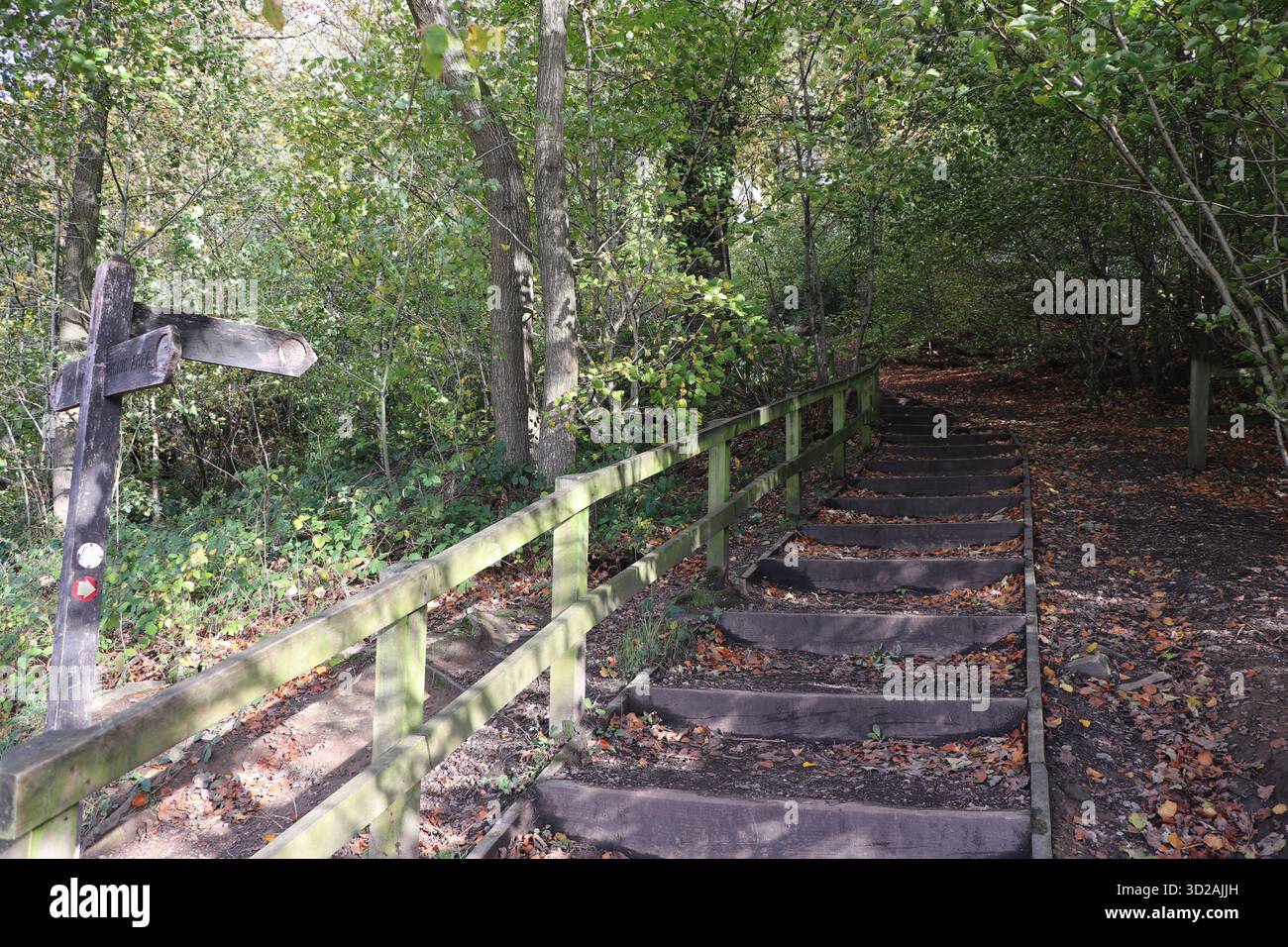 Wald Gehweg Stockfoto