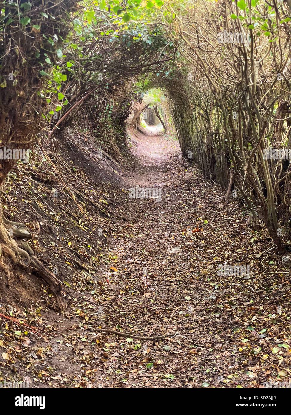 Tunnel aus kleinen Bäumen und Büschen Stockfoto