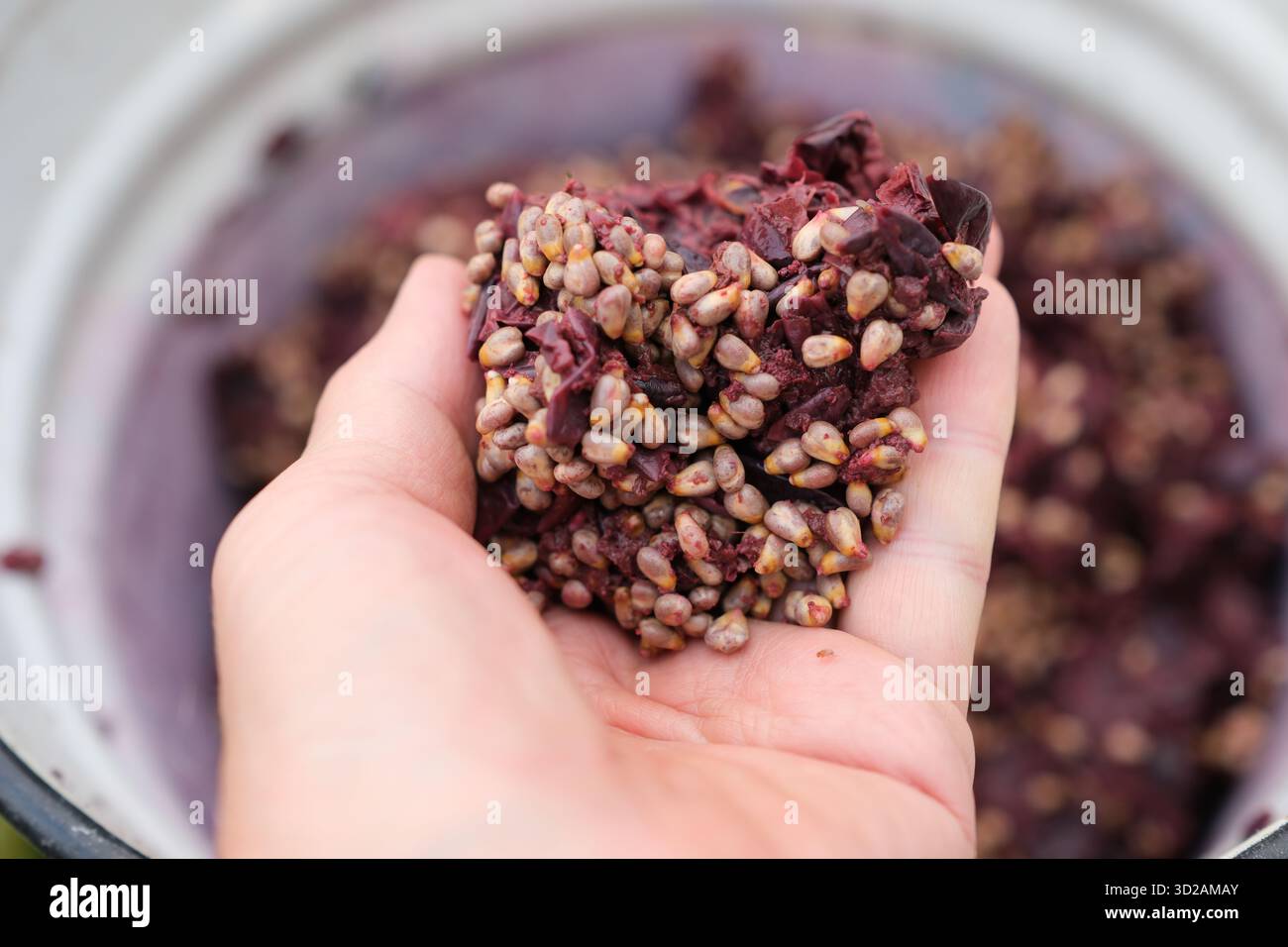 Trauben Trester oder Marc mit Häuten, Zellstoff und Samen in der Hand des Winzers. Weinherstellung. Geringe Tiefe des Felds. Stockfoto