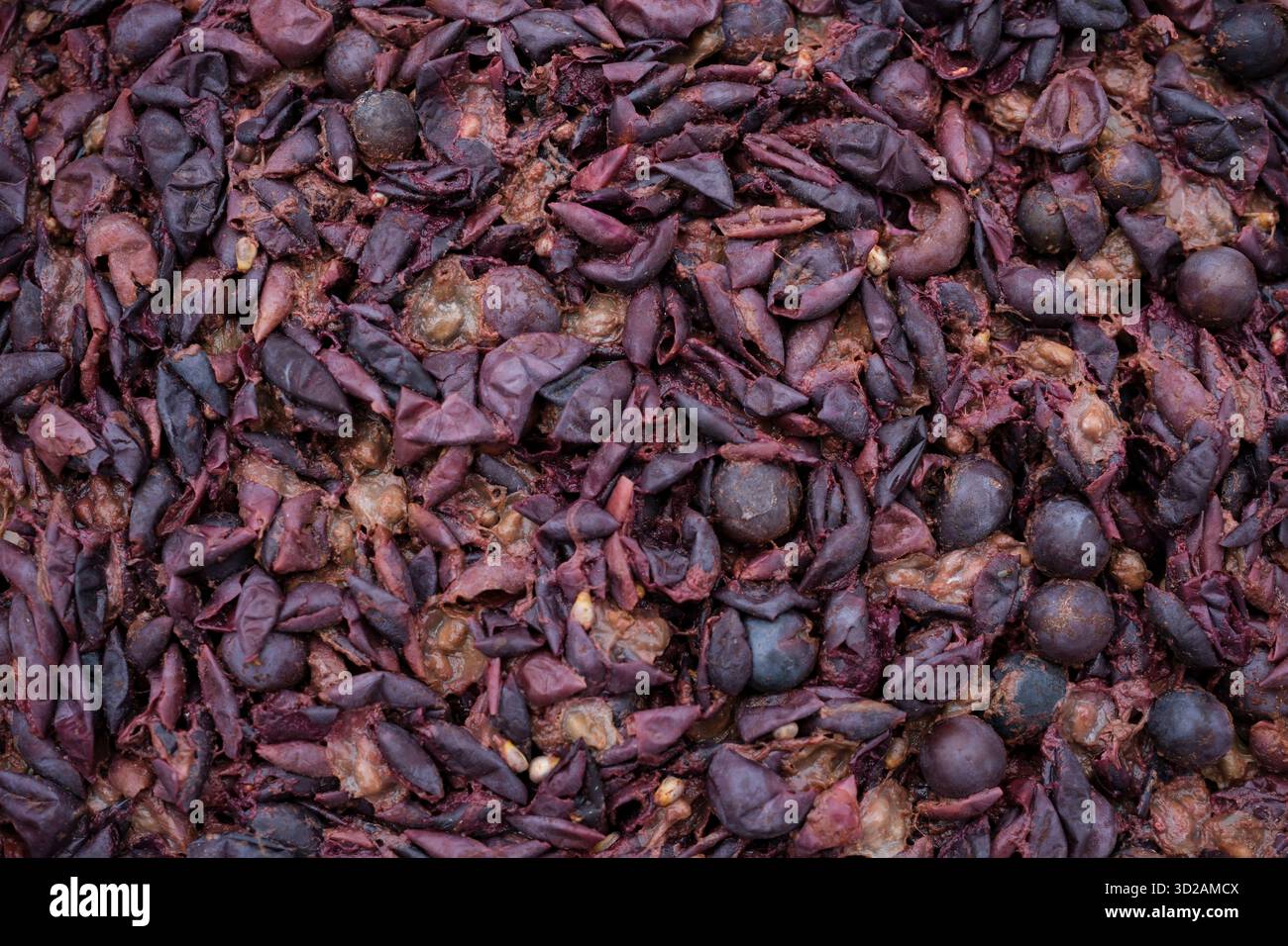 Hintergrund aus Trauben oder Trester. Volumenkörper Bleibt Erhalten. Häute, Zellstoff und Samen. Prozess Der Weinherstellung. Konstruktionshintergrund. Stockfoto